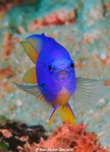 Electric blu
Nikon D200, 60 micro, twin strobo
Trawalga... by Marchione Giacomo 